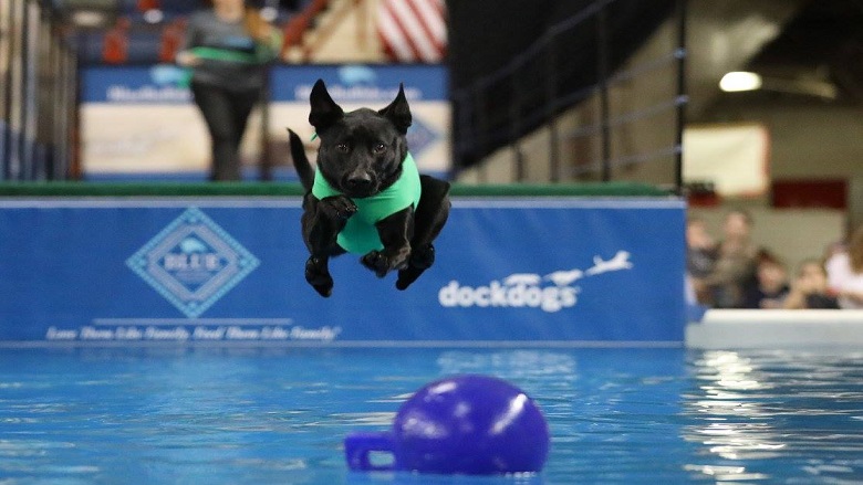 DockDogs Competition