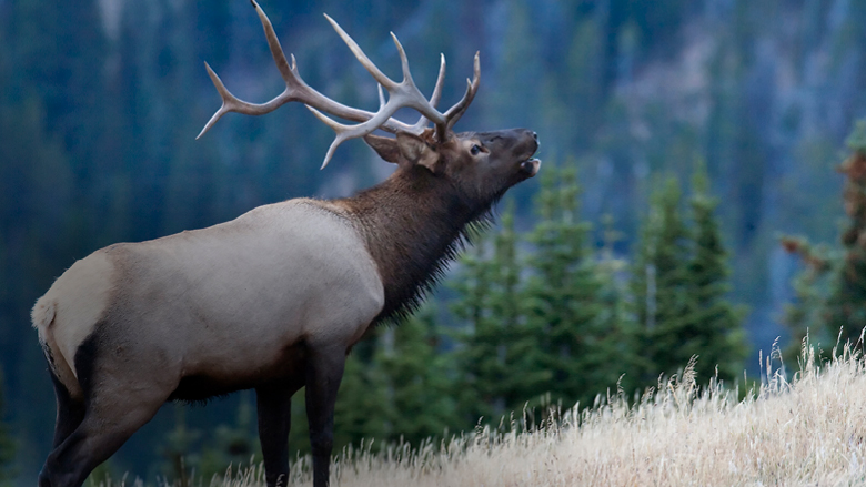 Eastern Elk Calling Championships